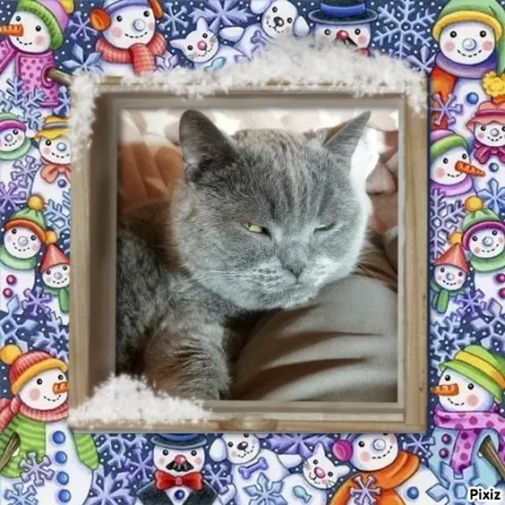 Condolence image of Tanja mit Timmy im Herzen