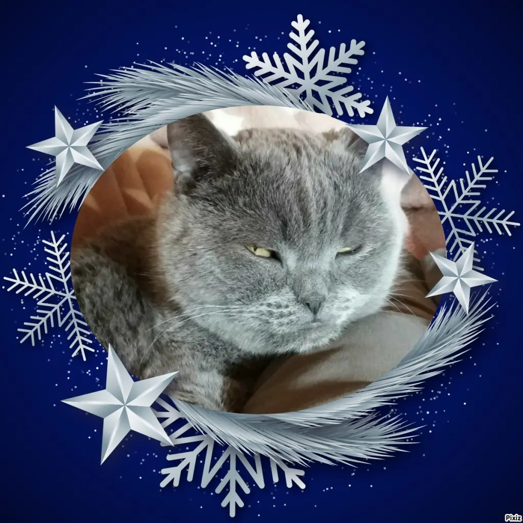 Condolence image of Tanja mit Timmy im Herzen