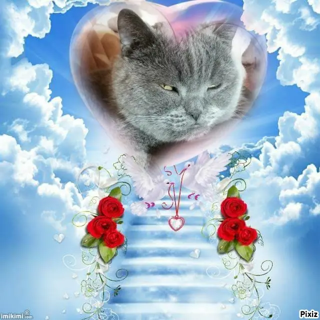 Condolence image of Tanja mit Timmy im Herzen