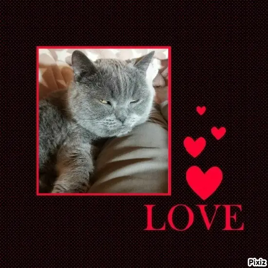 Condolence image of Tanja mit Timmy im Herzen
