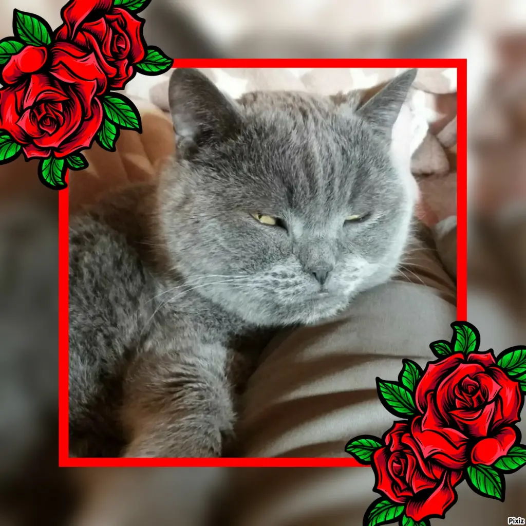 Condolence image of Tanja mit Timmy im Herzen