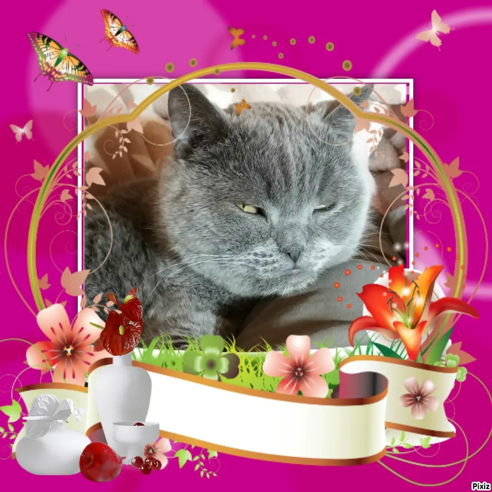 Condolence image of Tanja mit Timmy im Herzen