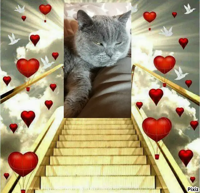 Condolence image of Tanja mit Timmy im Herzen