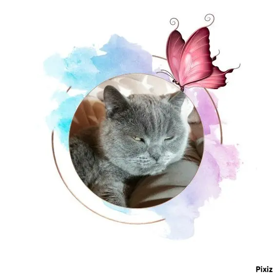 Condolence image of Tanja mit Timmy im Herzen