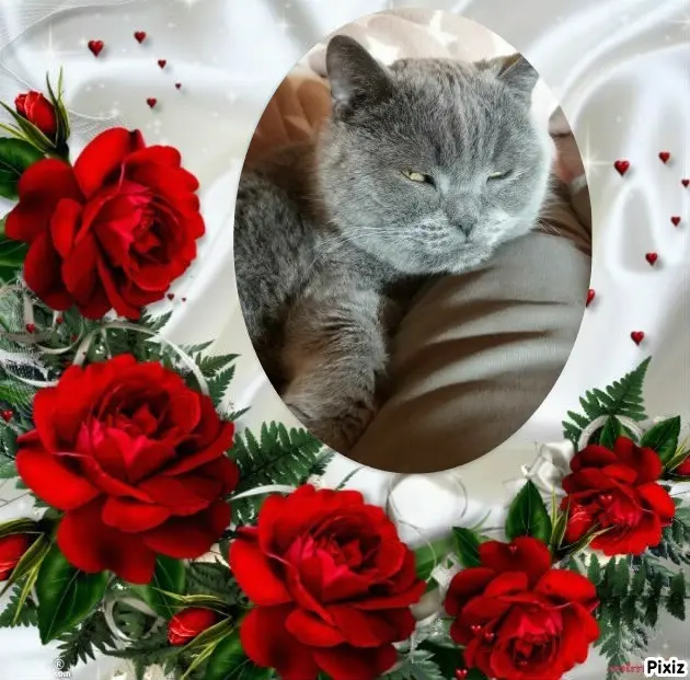 Condolence image of Tanja mit Timmy im Herzen