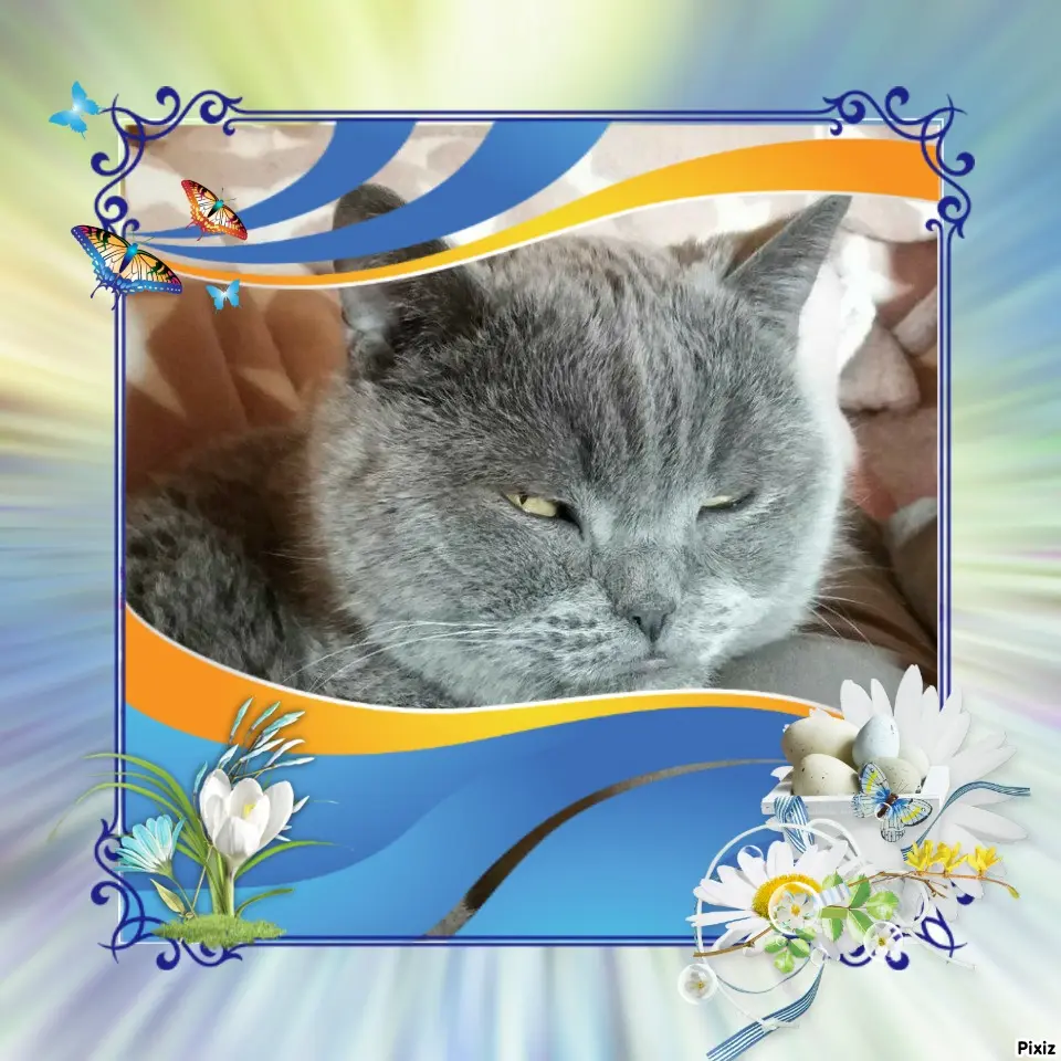 Condolence image of Tanja mit Timmy im Herzen