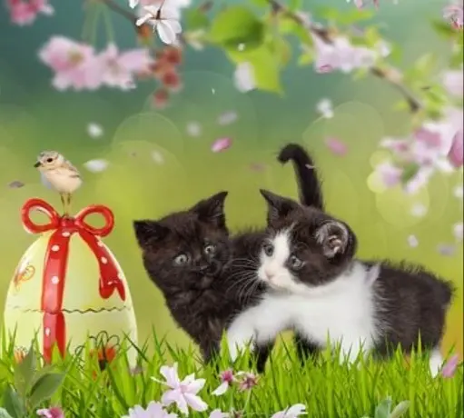 Condolence image of deinem Frauchen❤️