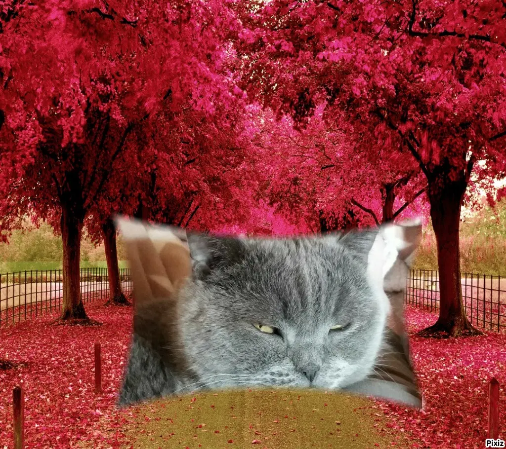 Condolence image of Tanja mit Timmy im Herzen