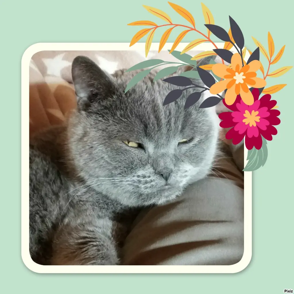 Condolence image of Tanja mit Timmy im Herzen