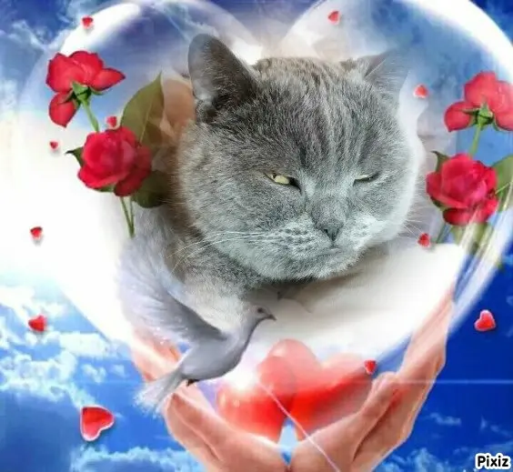 Condolence image of Tanja mit Timmy im Herzen