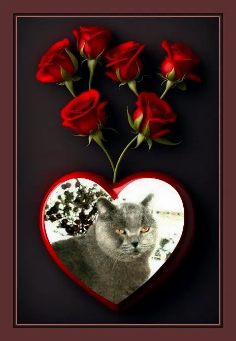 Condolence image of deiner Katzenmama ☸ڿڰۣ❤️