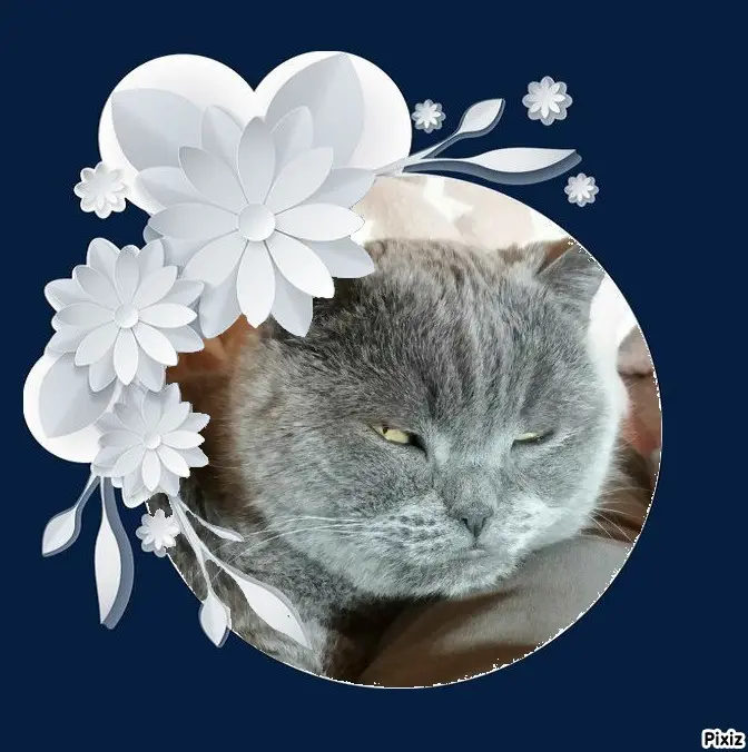 Condolence image of Tanja mit Timmy im Herzen