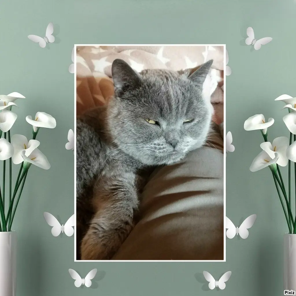 Condolence image of Tanja mit Timmy im Herzen
