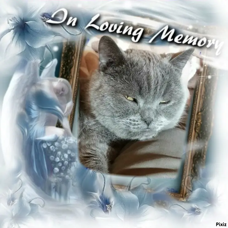 Condolence image of Post von Bärchen ❤
