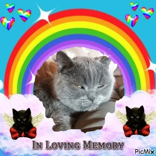 Condolence image of 4. STERNCHEN❤GEDENKTAG❤❤❤❤