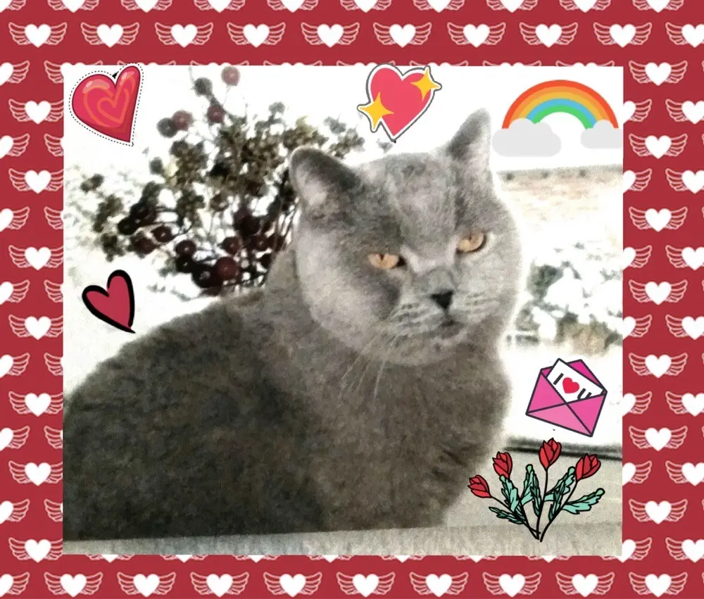 Condolence image of deinem Frauchen ♥️