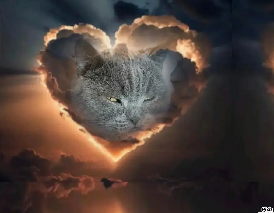 Condolence image of Tanja mit Timmy im Herzen