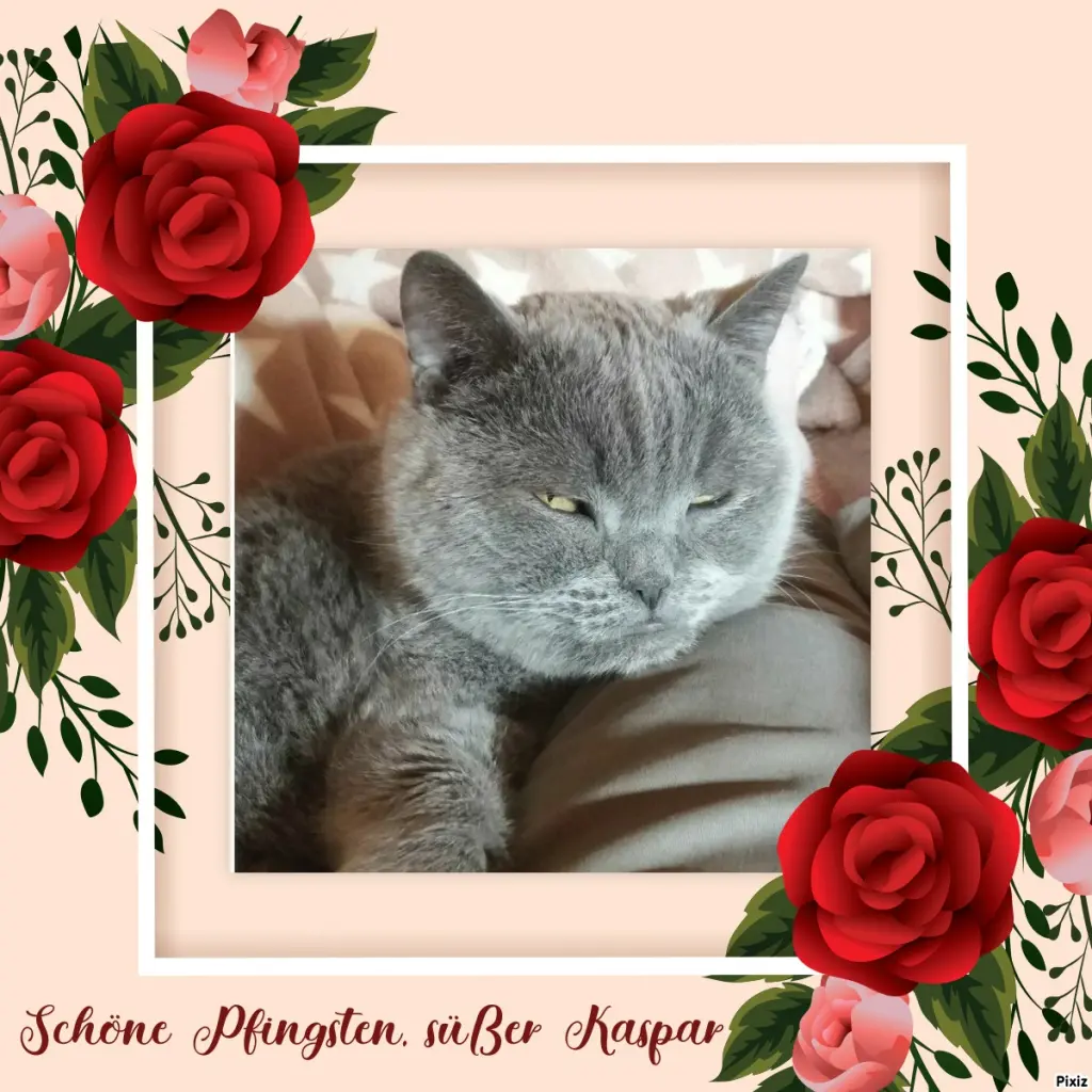 Condolence image of Tanja mit Timmy im Herzen