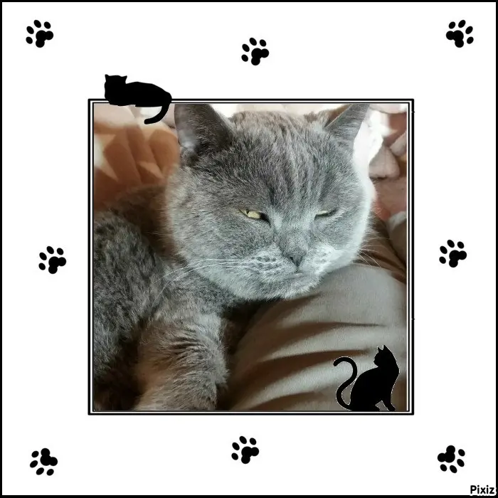 Condolence image of Tanja mit Timmy im Herzen