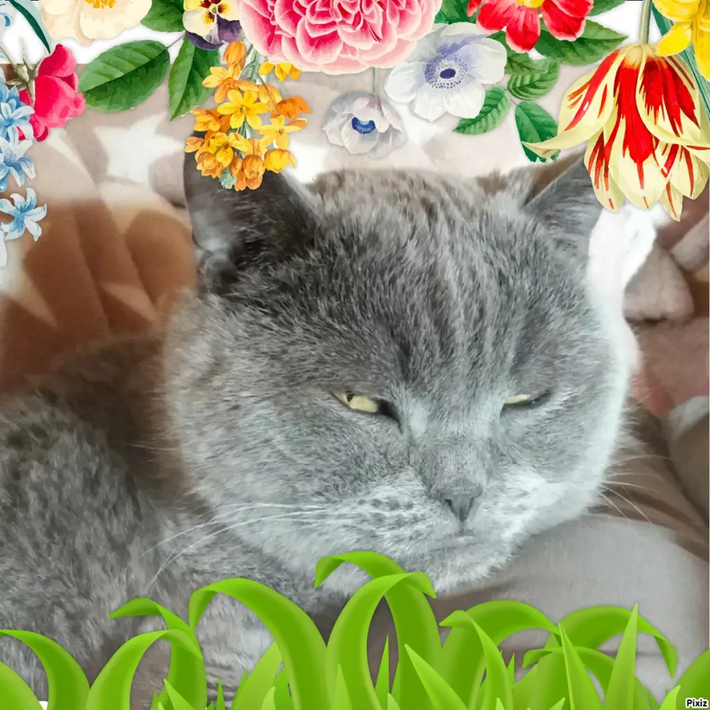 Condolence image of Tanja mit Timmy im Herzen