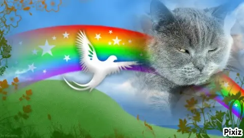Condolence image of Tanja mit Timmy im Herzen