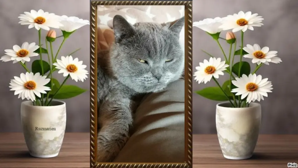 Condolence image of Tanja mit Timmy im Herzen