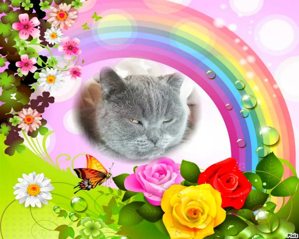 Condolence image of Himmelspost von Bärchen ❤