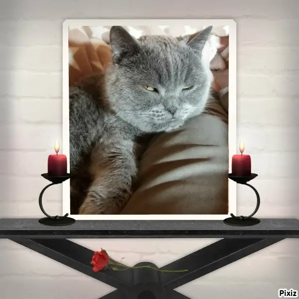 Condolence image of Tanja mit Timmy im Herzen 