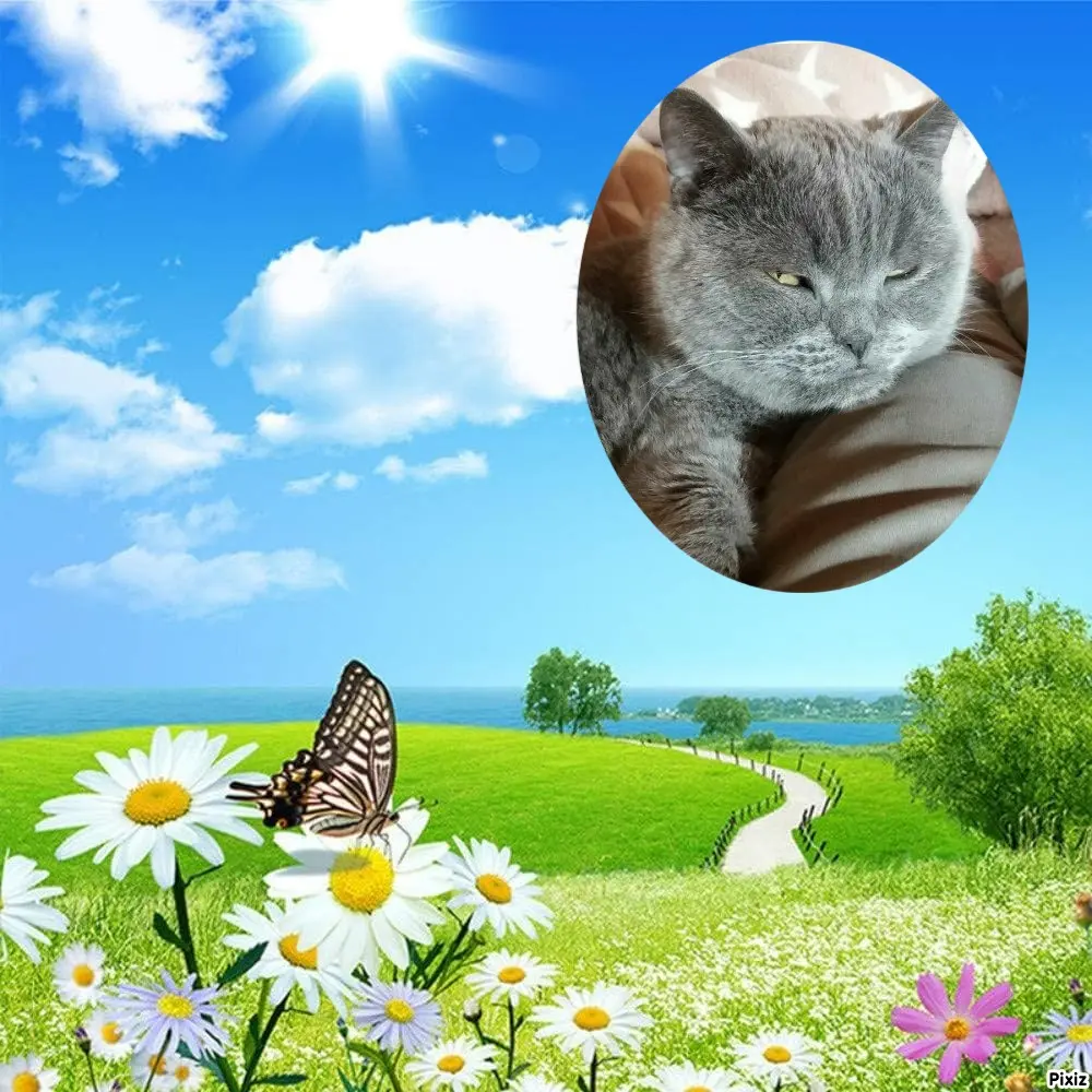 Condolence image of Tanja mit Timmy im Herzen 