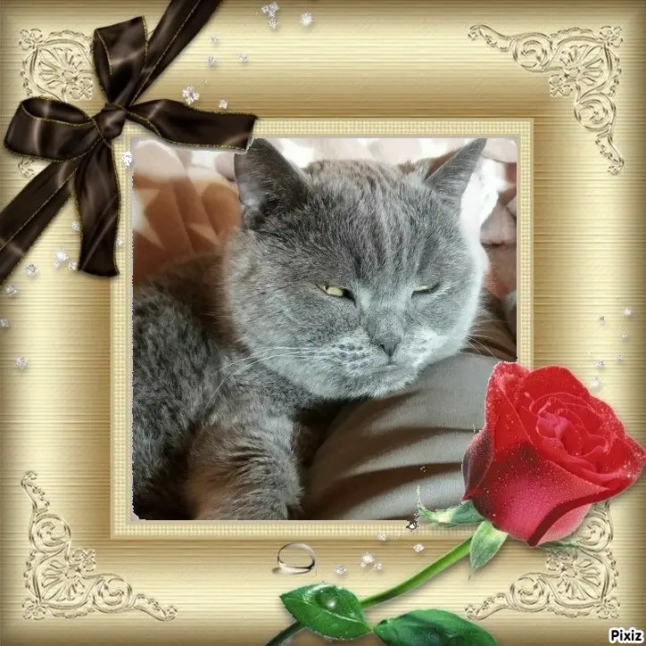 Condolence image of Tanja mit Timmy im Herzen 