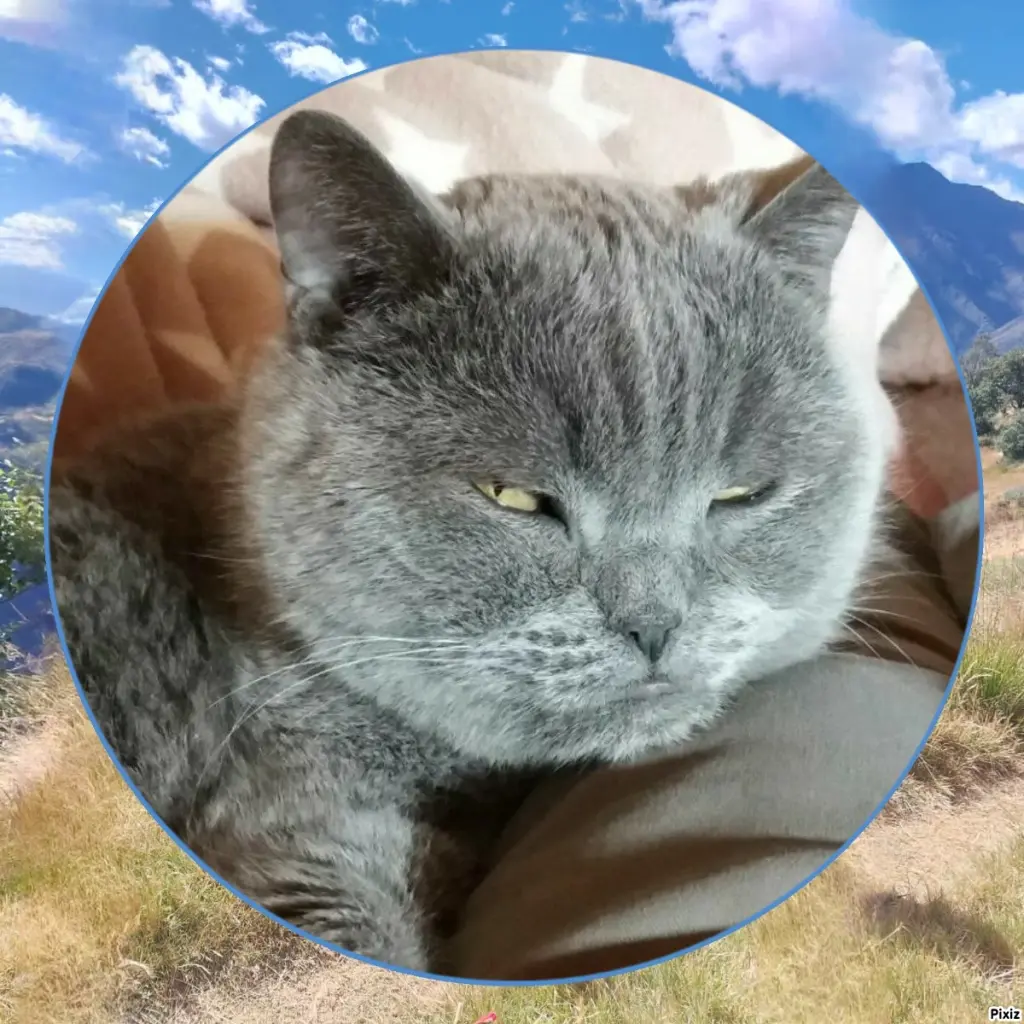 Condolence image of Tanja mit Timmy im Herzen 