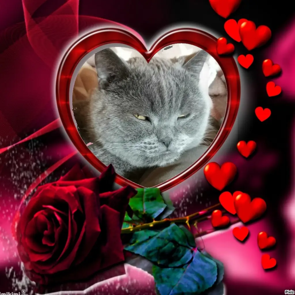 Condolence image of Post von Bärchen ❤