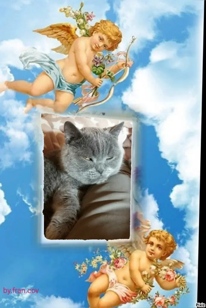Condolence image of Tanja mit Timmy im Herzen
