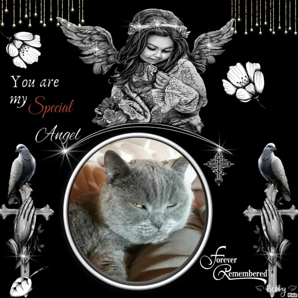 Condolence image of Tanja mit Timmy im Herzen