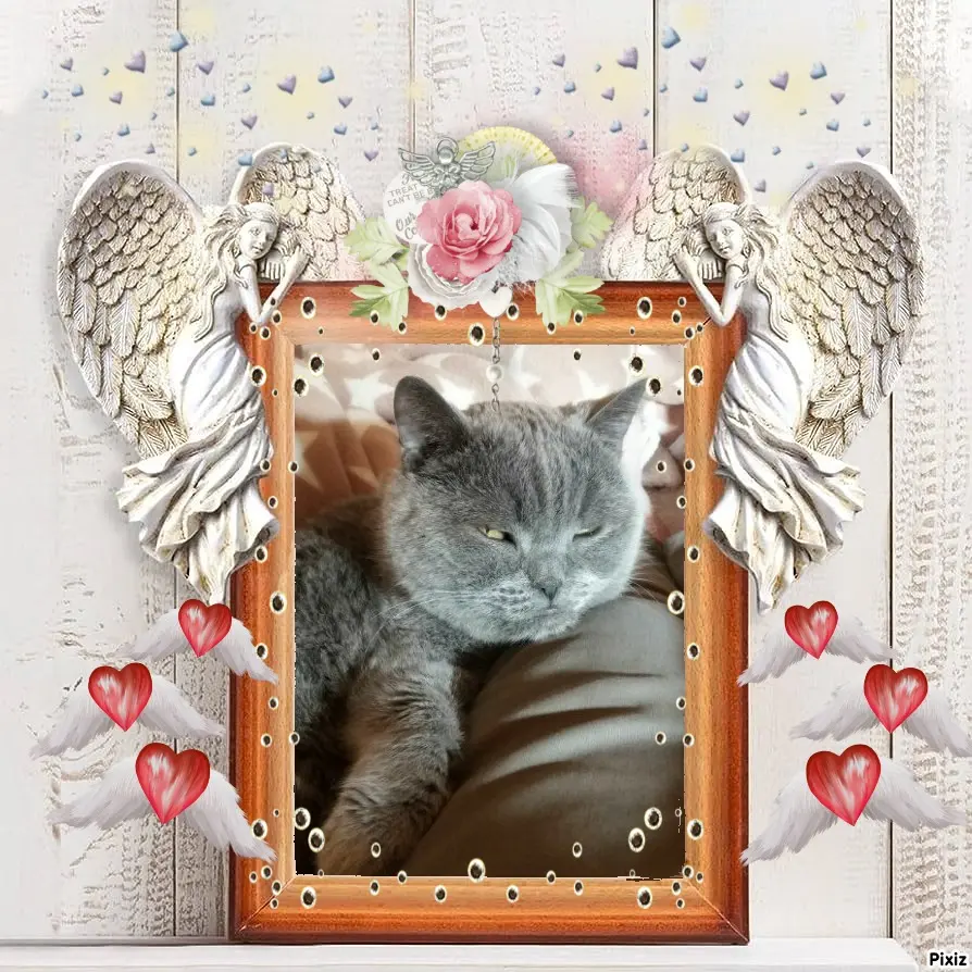 Condolence image of Post von Bärchen ❤