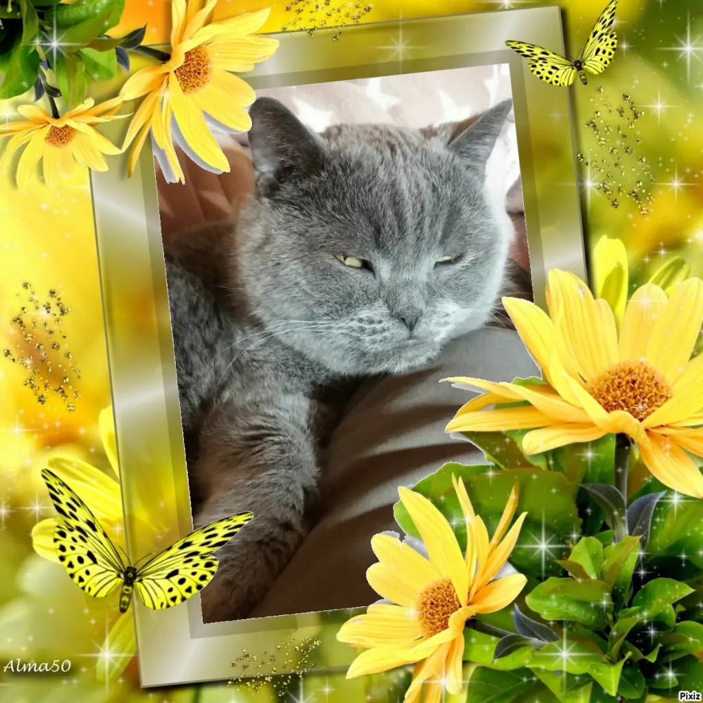 Condolence image of Tanja mit Timmy im Herzen
