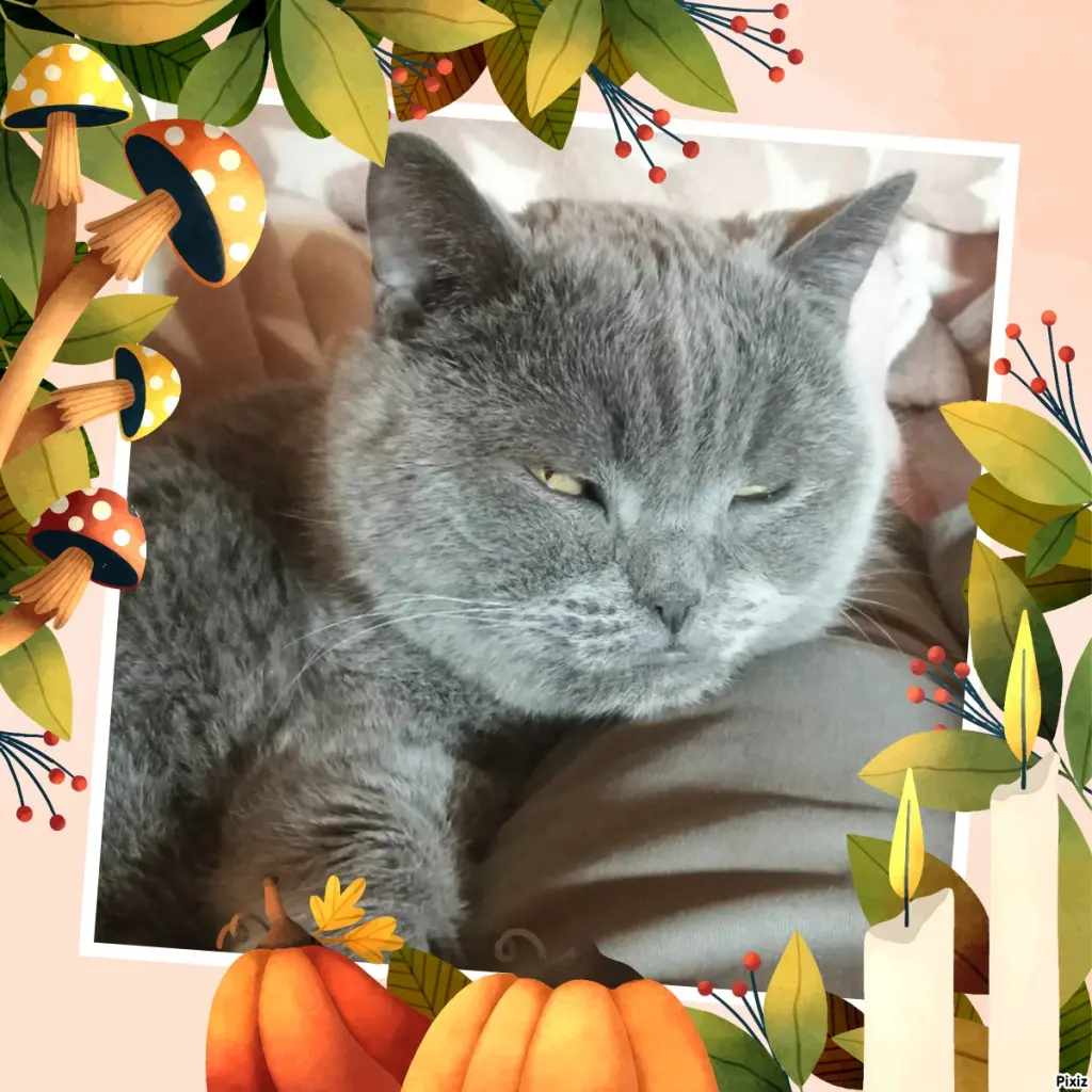 Condolence image of Tanja mit Timmy im Herzen