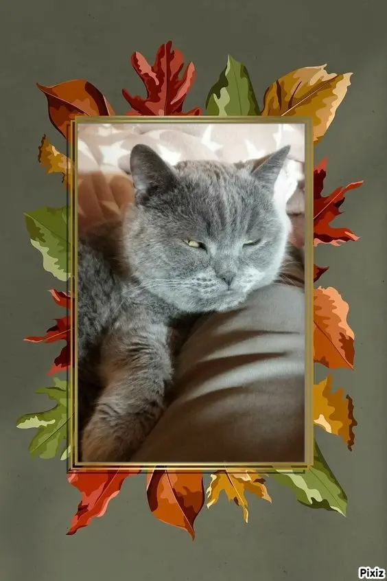 Condolence image of Tanja mit Timmy im Herzen