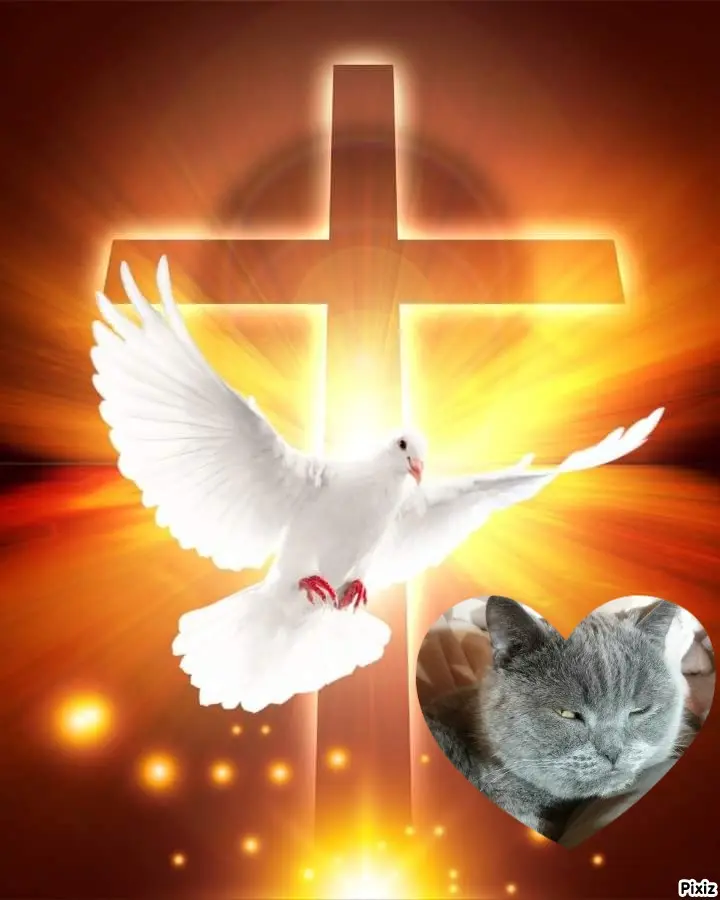 Condolence image of Tanja mit Timmy im Herzen