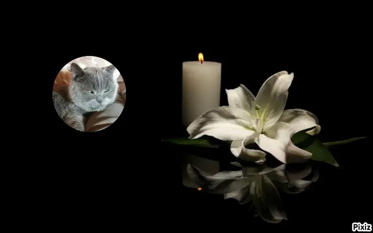 Condolence image of Tanja mit Timmy im Herzen