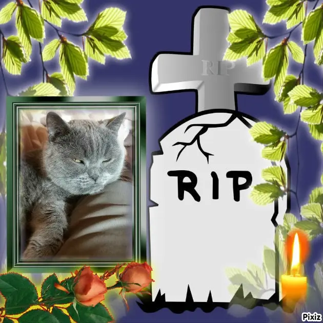 Condolence image of Tanja mit Timmy im Herzen