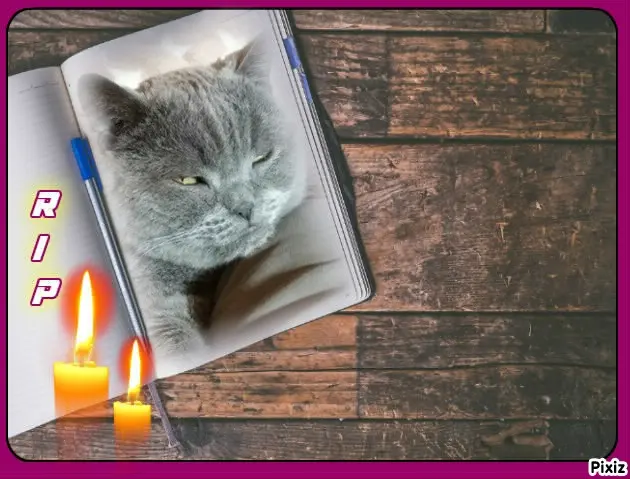 Condolence image of Tanja mit Timmy im Herzen