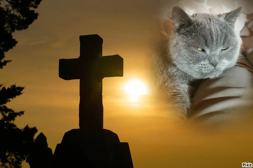 Condolence image of Tanja mit Timmy im Herzen
