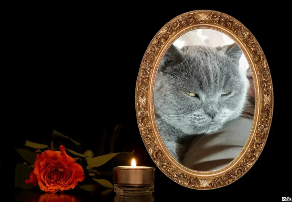 Condolence image of Post von Bärchen ❤