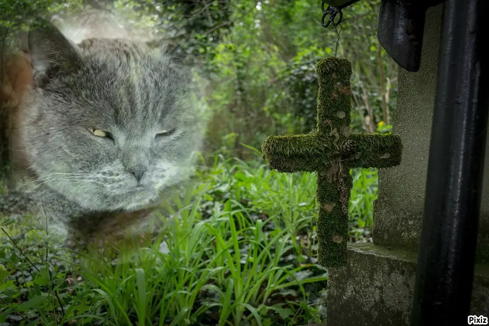 Condolence image of Tanja mit Timmy im Herzen