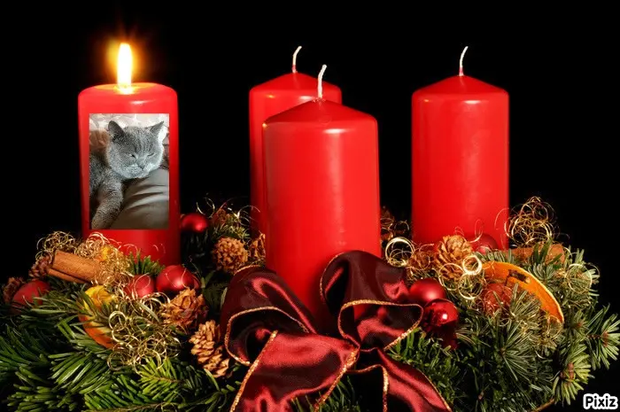 Condolence image of Tanja mit Timmy im Herzen