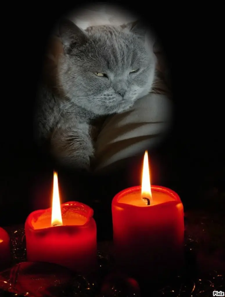 Condolence image of Tanja mit Timmy im Herzen