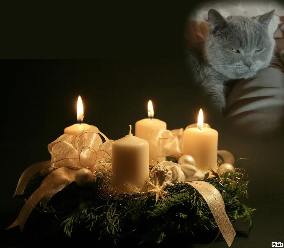 Condolence image of Tanja mit Timmy im Herzen