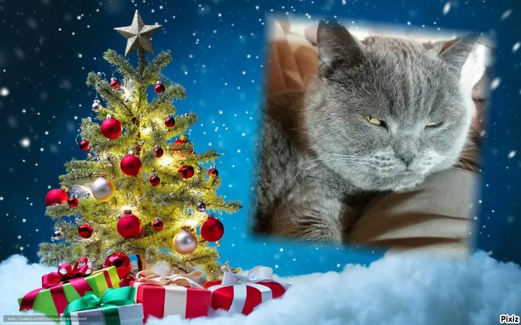 Condolence image of Tanja mit Timmy im Herzen