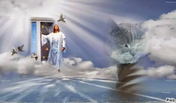 Condolence image of Tanja mit Timmy im Herzen